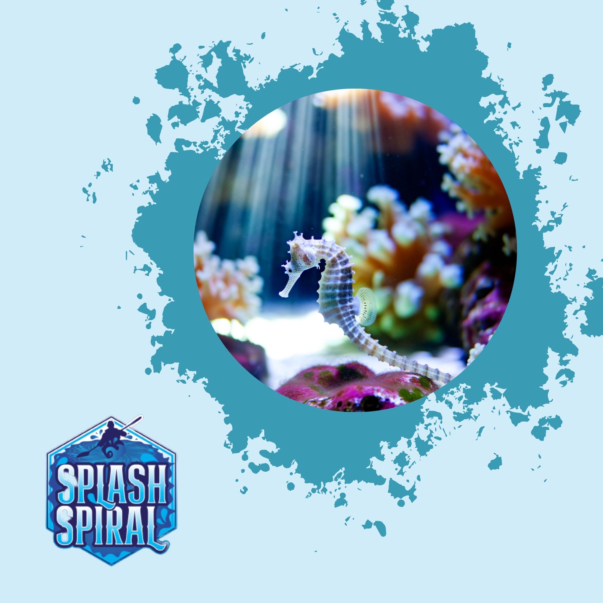 Seahorse Conservation Protecting These Fragile Creatures