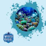 Marine Pharmacology Medicinal Potential from the Ocean