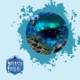 Hawaii Snorkeling Packages: Explore the Islands with All-Inclusive Snorkeling Trips