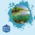 Coral Bleaching Understanding the Process and Its Impact on Dive Sites