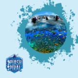 Ocean Upwelling How It Affects Marine Biodiversity and Diving Conditions