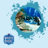 Sea Turtle Conservation How Divers Can Protect Nesting Sites