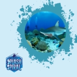 Shark Finning The Impact on Ocean Ecosystems and Dive Tourism