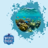 Snorkel Mask Reviews: Choosing the Best Option for Your Snorkeling Experience