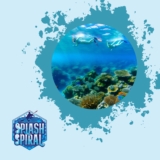 Snorkeling in Seychelles: Crystal-Clear Waters and Exotic Marine Life Await